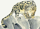 drawing of a snow leopard on a ridge
