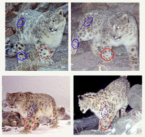 camera trap photos of two cats showing markings used as identification