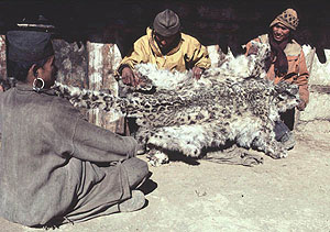 local people holding a leopard pelt